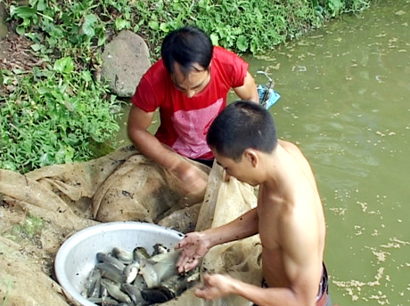 Ca rô đầu vuông