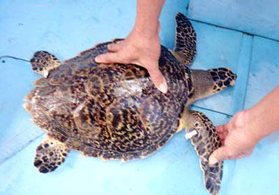 Ban quản lý Khu bảo tồn biển Cù lao Chàm (Hội An, Quảng Nam) gắn số thẻ VN1251 cho cá thể rùa biển vừa xuất hiện.