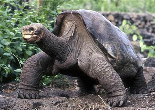 Rùa George đã qua đời khi thọ hơn 100 tuổi - Ảnh: Reuters