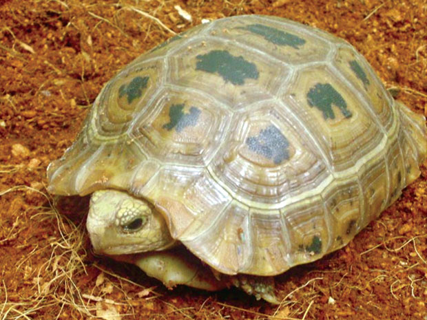 Rùa núi vàng.