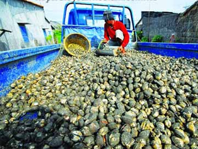 Thu hoạch sò lông tại Kiên Giang. Ảnh nguồn Internet.