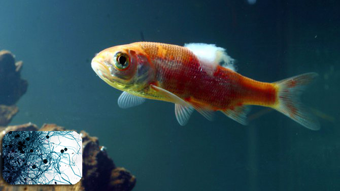 Phòng, trị bệnh do nấm gây ra ở cá nước ngọt