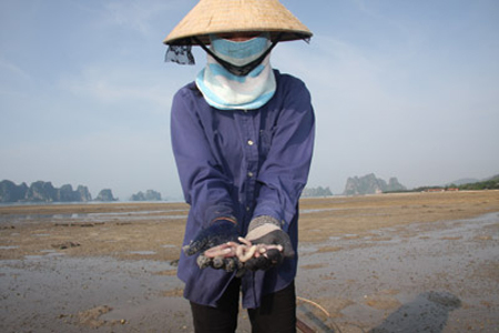 Khai thác được sá sùng (Ảnh: Internet)