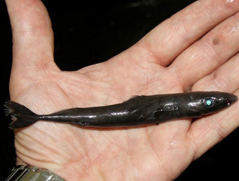 Cá mập lùn có chiều dài thân tối đa là 22cm. (Ảnh: Discovery)