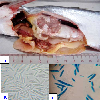 Hình 1: Mẫu cá tra bệnh: (A) Cá trương bóng hơi bên trong chứa dịch và bóng khí, (B) Bào tử nấm bên trong bóng hơi (x1000), (C) Bào tử nấm bên trong bóng hơi (cotton-blue, x1000).
