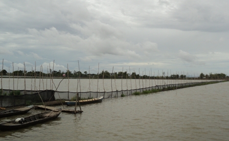 Vuông nuôi TCX trên ruộng trong mùa lũ