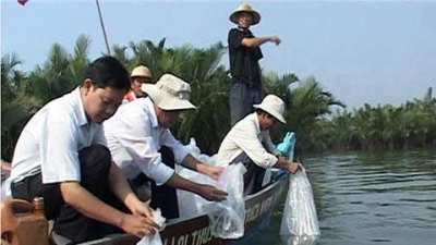 thả tôm sú, tôm sú giống