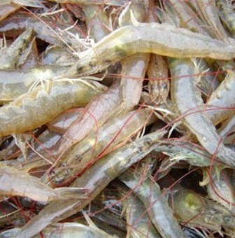 tôm hữu cơ
