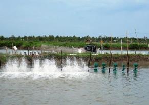 Hàng loạt đầm tôm công nghiệp ở Cà Mau bị bỏ hoang do tôm chết hàng loạt