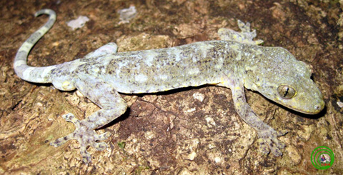 Tắc kè ad-lơ Gekko adleri. Ảnh: Nguyễn Quảng Trường