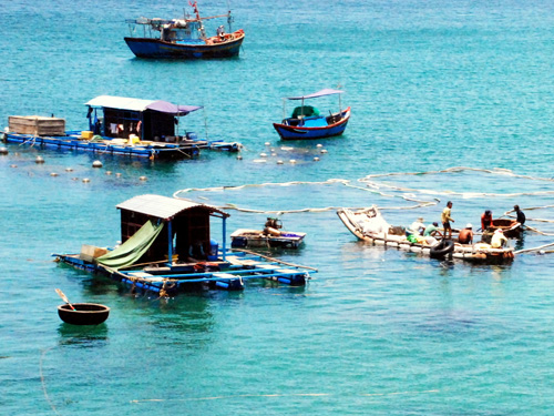 Nuôi tôm hùm lồng ở xã Nhơn Hải, Quy Nhơn - Ảnh: Hoa Khá
