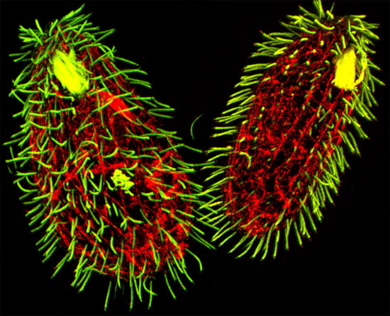Tetrahymena thermophila, sinh vật kỳ dị có tới 7 giới tính