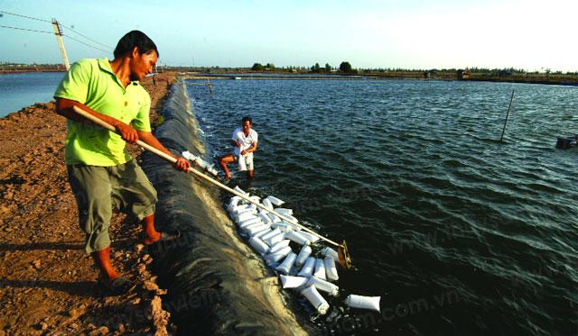 Năm 2013, sẽ thả nuôi khoảng 655.000 ha tôm nước lợ - Ảnh: Phan Thanh Cường