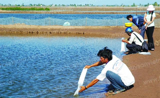 Người nuôi tôm ở ĐBSCL dè dặt thả vụ mới - Ảnh: Phan Thanh Cường
