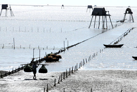 Vùng nuôi ngao bãi triều ở Thái Bình.