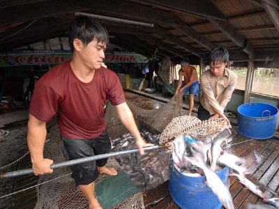 Thu hoạch cá tra (Nguồn: Seafood news)