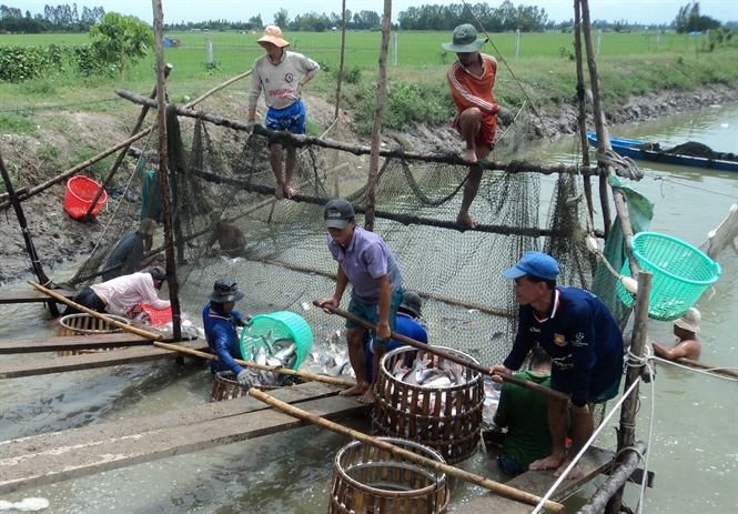 Người nuôi cá tra ở ĐBSCL đang tiếp tục thua lỗ, do giá cá dưới giá thành đầu tư