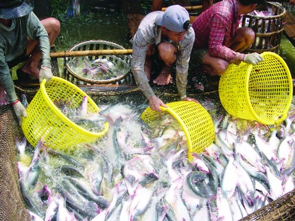 Thu hoạch cá tra