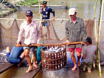 Thu hoạch cá tra