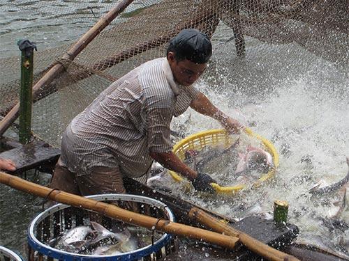 Thu hoạch cá tra