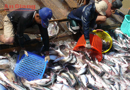 Thu hoạch cá tra