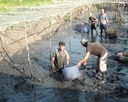 Thu hoạch cá trê vàng lai.&nbsp;&nbsp;Ảnh: Thành Tạo