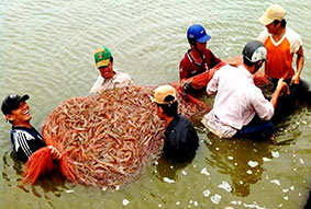 Thu hoạch tôm