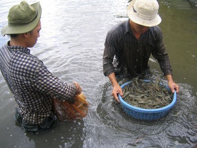 Người dân đang thu hoạch tôm. Ảnh: TL.