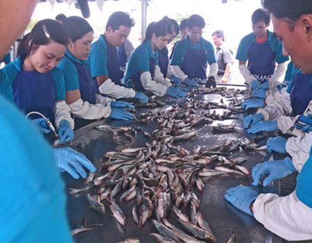 Công nhân của Công ty Pharmaq đang tiêm vắc xin cho cá tra tại vùng nuôi của Công ty Phước Anh. Ảnh: CLB Khoa học – Chi cục Thủy sản