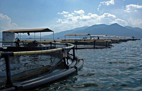 (Tilapia farming in Indonesia)