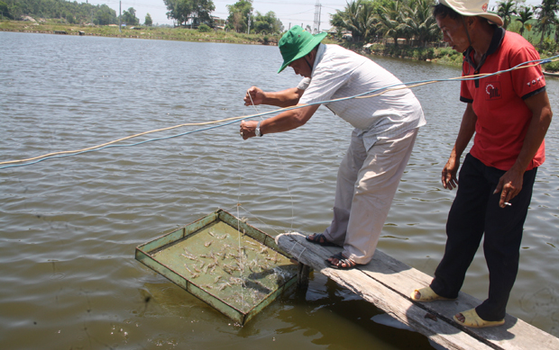 Người nuôi tôm chưa thể thở phào khi chưa thu hoạch.