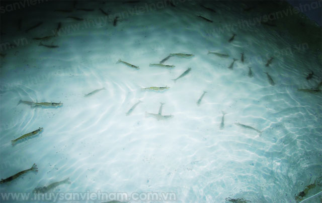 Chủ động được nguồn tôm thẻ chân trắng giống giúp giảm giá thành sản xuất - Ảnh: Phan Thanh Cường