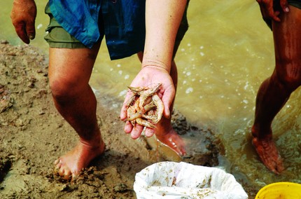 Tôm bị bệnh chết