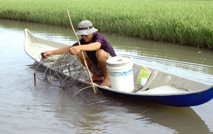 Nuôi tôm quảng canh