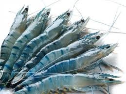 Tôm sú (ảnh minh họa)