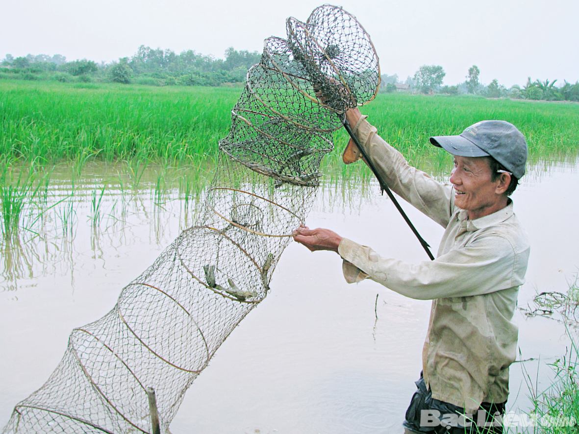 Nông dân xã Lộc Ninh (huyện Hồng Dân) nuôi tôm sú theo tiêu chuẩn VietGAP. Ảnh: T.Đ