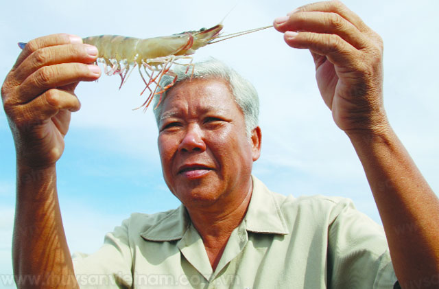 “Vua” tôm sú Sáu Ngoãn - Ảnh: Phan Thanh Cường