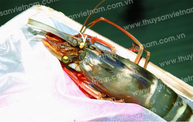 Nhiều cơ sở, đại lý kinh doanh “phóng đại” chất lượng con giống tôm sú chân đỏ để bán giá cao - Ảnh: Phan Thanh Cường