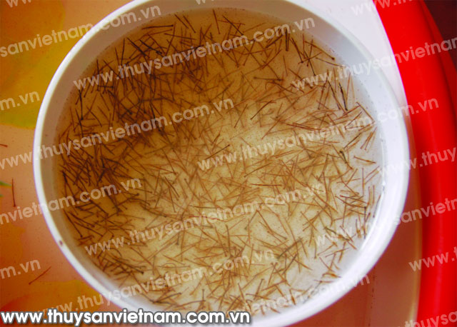 Phát triển bền vững từ tôm giống sạch bệnh - Ảnh: Thanh Ngân