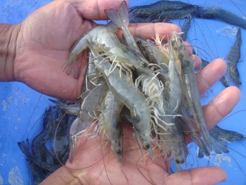 Tôm thẻ chân trắng