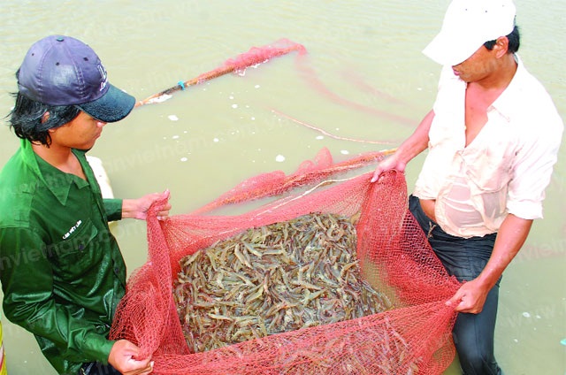 Thu hoạch tôm