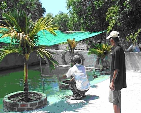 Trang trại nuôi cá sấu nước ngọt của anh Nhân