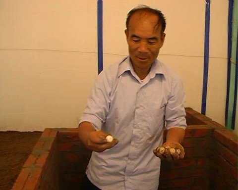 trứng ba ba gai