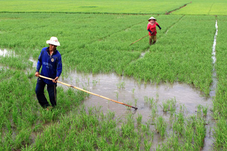 Dùng nước thải từ ao nuôi cá tra tưới ruộng đang được nhiều bà con ở ĐBSCL sử dụng. Duy Khương