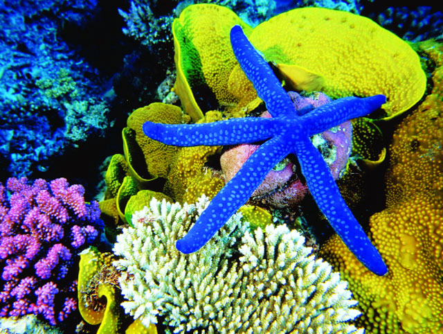 Rạn san hô Great Barrier, Úc