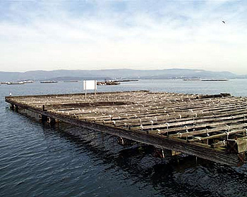 Nuôi vẹm ở Galicia - tepbac.com