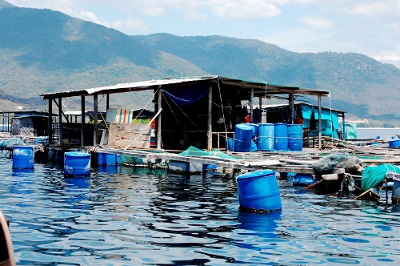 Một bè nuôi tôm hùm của ngư dân trong vịnh Cam Ranh. (Hình: Ngọc Quân/Người Việt)