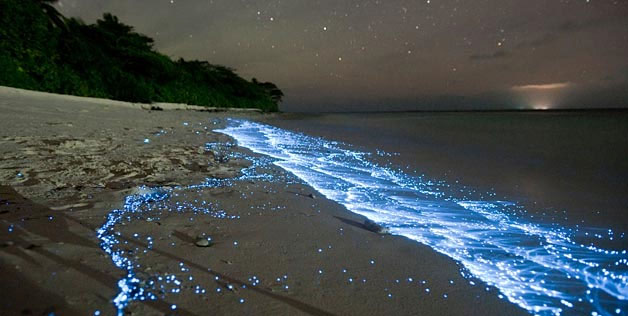 Sự tập trung của sinh vật phù du phát quang với mật độ lớn khiến bãi biển trên đảo Vaadhoo trở nên lấp lánh trong đêm không trăng.