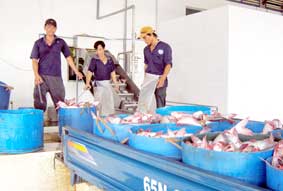 Vận chuyển cá tra