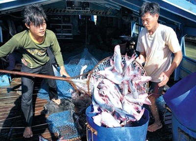 Vận chuyển cá tra